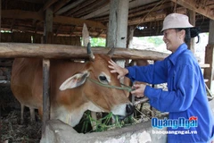 Breeding cows to needy households in Quang Ngai