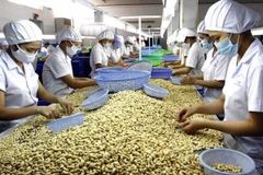 Cashew exports to reach 2.5 billion USD in 2015 