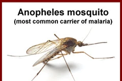 Conference discusses malaria elimination 