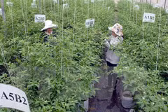 Vietnam-Japan agricultural cooperation to thrive