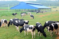 HCM City’s dairy sector to boost competitiveness 