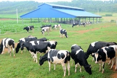 HCM City’s dairy sector to boost competitiveness 