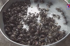 Catching freshwater crabs helps Dong Thap farmers earn a living