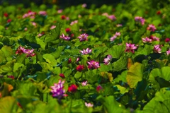Lotuses blooming in Ninh Binh
