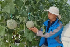 High tech farming in Ninh Thuan proves effective