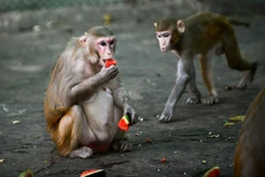 Thailand continues testing COVID-19 vaccine on monkeys