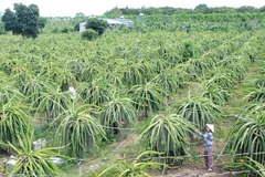 Fruit exporters seek new markets to survive pandemic