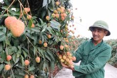 Vietnam’s GDP forecast to grow 3.8 percent this year