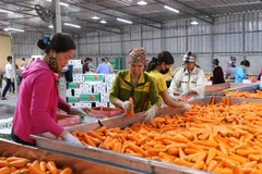 Agriculture needs more investment in processing industry