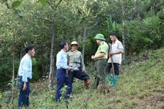 Forests better managed thanks to protection policy