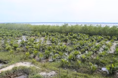 EU funds project to promote sustainable forest management in Quang Tri