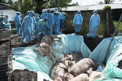 Vietnam, US jointly study vaccine against African swine fever