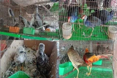 Webinar calls for better wildlife conservation, control of animal-to-human disease transmission