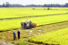 Rice exporters urged to promote brand through safe production 