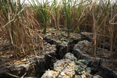 Thailand: Drought and disease menace job prospects