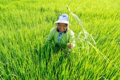 Thailand eyes green agriculture