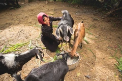 Project enriches life in Central Highlands