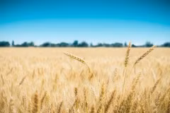 Vietnam, Australia to expand barley trade
