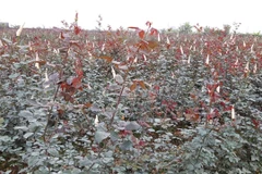 Coronavirus hits flower gardens