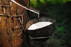 Thailand’s rubber industry faces gloomy outlook