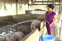 Agriculture sector making all-out effort to complete growth target: Minister