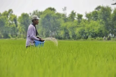 Indonesia to convert 1.4 million ha of peatlands into rice fields to address food shortages