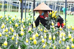 Lam Dong province sees sharp increase in flower export 