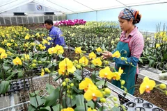 Hanoi mobilises over 508 million USD for new-style rural building in H1