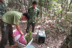 25 wild animals released into Bu Gia Map National Park
