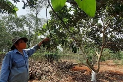 Southern fruit farmers plagued by poor harvest, low prices