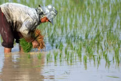 Cambodia’s rice exports rise in first half