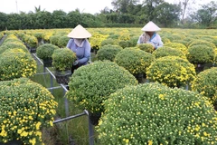 Mekong Delta farmers expect good harvest of Tet flowers