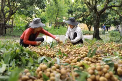 Webinar explores longan export opportunities