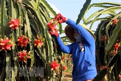 Vietnam’s red flesh dragon fruit shipped to Australia