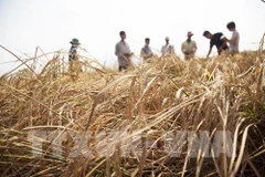 Over 30 million USD for Vietnam to enhance climate resilience 