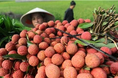 Hai Duong’s lychee, longan export successful beyond expectation 