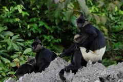 Vietnam to honour contributors to wildlife conservation during 2010-2020