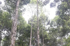 Quang Tri to plant 60,000ha of forests by 2030 