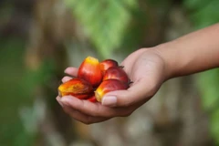 Indonesia exports over 36 million tonnes of palm oil in 2019