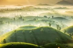 Northern hill tea photo shortlisted for award