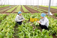 Fruit, veggie exports decline in January