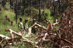 Deforestation continues to rage in Vietnam
