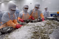Shrimp exports to Canada rise steadily