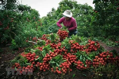 Bac Giang to host lychee trade promotion teleconference next month