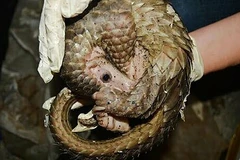 Wildlife traffickers in Ca Mau sentenced to 2-13 years in jail