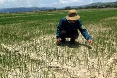 Nearly 55,000 ha of crops in central region hit by drought