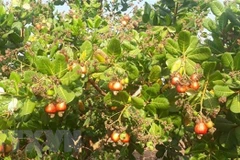 Cashew export expected to recover strongly after pandemic