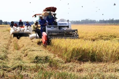Dong Thap expands high quality rice cultivation