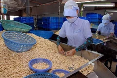 Annual cashew nut export goal lowered to 3.2 billion USD
