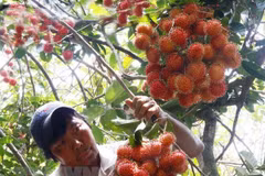 US plant quarantine expert to arrive in Vietnam on September 2